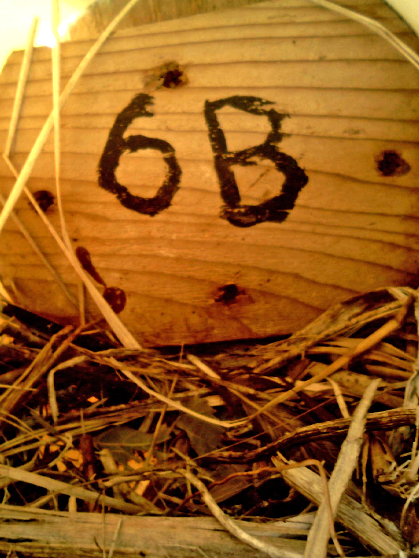 OPAS 6A